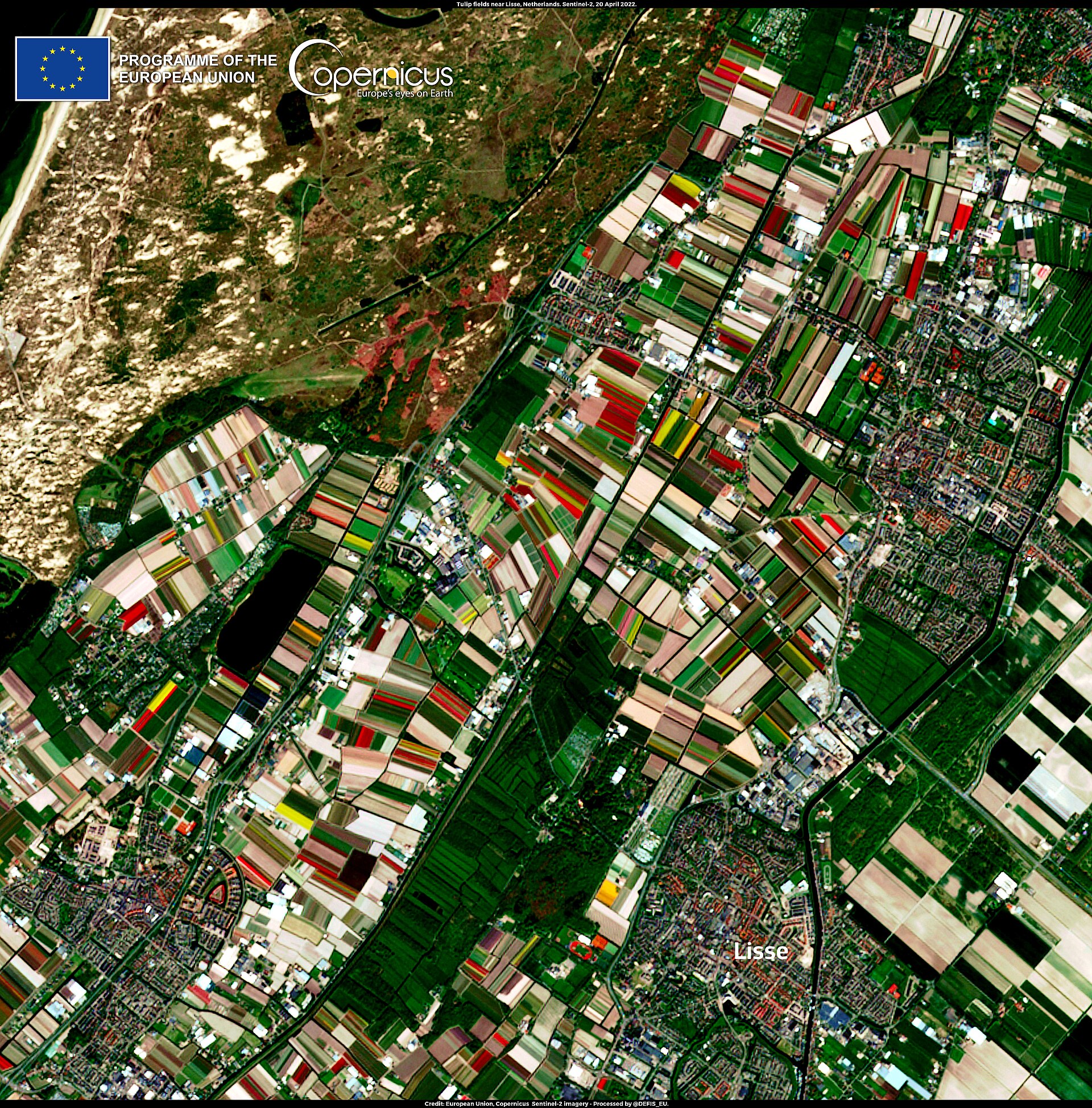 Campos de tulipanes, Keukenhof
